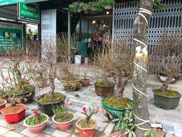 Đào Tết vắng khách mua Đào Tết vắng khách mua