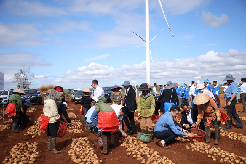 Các đại biểu tham gia thu hoạch khoai tây cùng bà con nông dân
