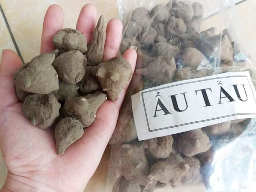 Bác sĩ khuyến cáo người dân cần thận trọng khi sử dụng củ ấu tẩu để tránh ngộ độc