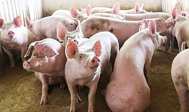 Giá lợn hơi phục hồi