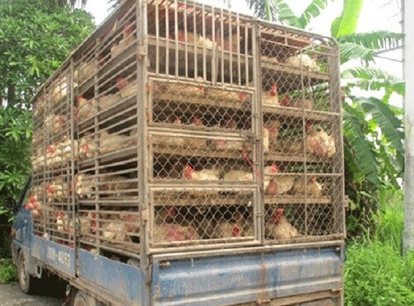 Ngăn chặn vận chuyển gia cầm trái phép từ nước ngoài vào Việt Nam để ngăn chặn lây lan cúm gia cầm