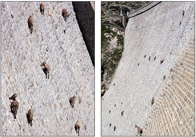 Lạ mắt cảnh cả bầy dê vắt vẻo trên ngọn cây ảnh 8