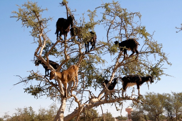 Lạ mắt cảnh cả bầy dê vắt vẻo trên ngọn cây ảnh 3
