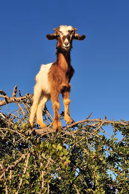 Lạ mắt cảnh cả bầy dê vắt vẻo trên ngọn cây ảnh 7