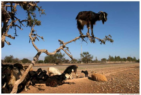 Lạ mắt cảnh cả bầy dê vắt vẻo trên ngọn cây ảnh 2