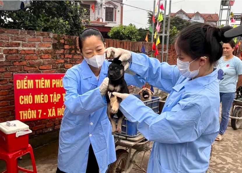 Tiêm vaccine phòng bệnh dại trên đàn chó nuôi