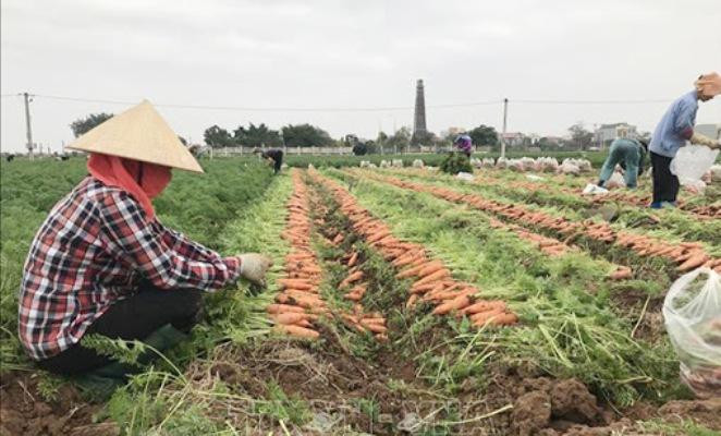 Tạo điều kiện tiêu thụ nông sản cùng có dịch cho nông dân
