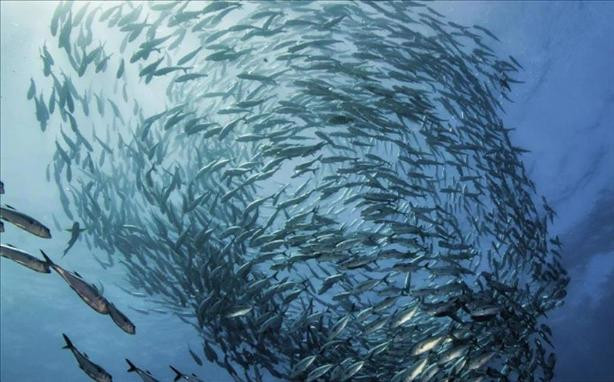 Xuất khẩu thủy sản sang Mỹ dự báo tăng mạnh trong các tháng tới