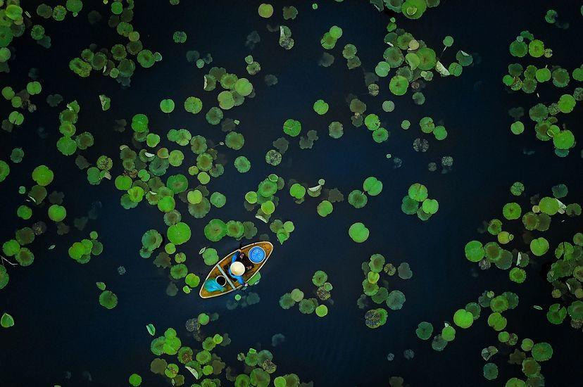 Bức ảnh chụp đầm sen của Vũ Mạnh Cường