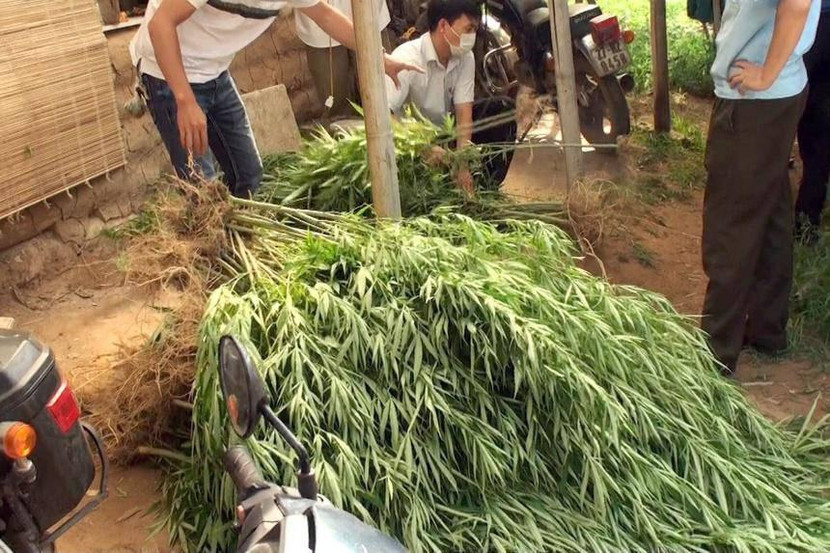 Công an Hà Nội triệt phá vụ trồng cần sa tại bãi giữa sông Hồng