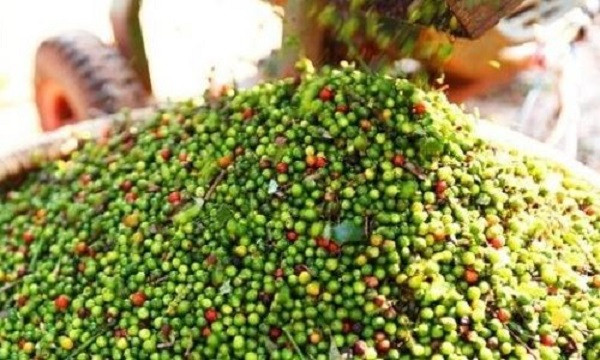 Các đơn vị liên quan tiếp tục làm rõ thông tin doanh nghiệp xuất khẩu hồ tiêu bị "rút ruột" tại cảng Các đơn vị liên quan tiếp tục làm rõ thông tin doanh nghiệp xuất khẩu hồ tiêu bị "rút ruột" tại cảng