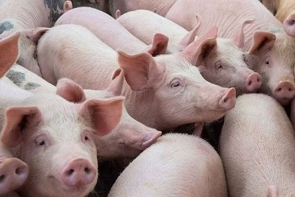 Giá thịt lợn hơi được dự báo khó vượt 70.000 đồng/kg Giá thịt lợn hơi được dự báo khó vượt 70.000 đồng/kg