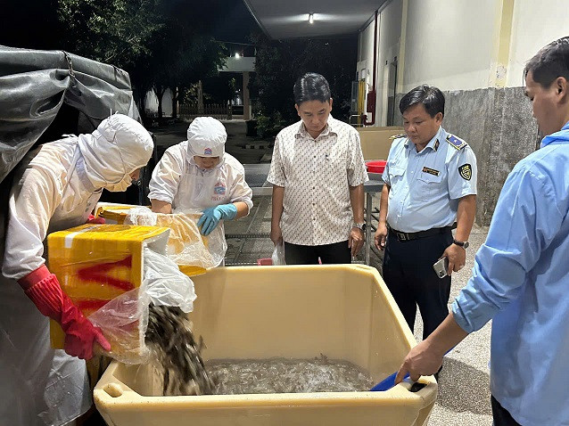 Lực lượng chức năng khám lô hàng tôm chứa tạp chất Lực lượng chức năng khám lô hàng tôm chứa tạp chất