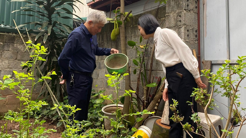 Giám sát chỉ số bọ gậy phòng sốt xuất huyết tại Hà Nội