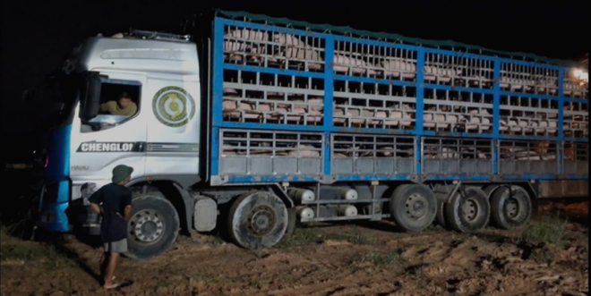 Một xe chở lợn bệnh bị chặn trên đường lưu thông