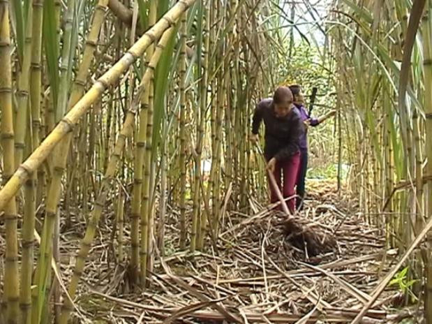 Ngành sản xuất mía đường trong nước gặp nhiều khó khăn