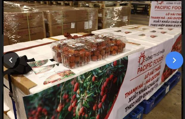 Lô vải thiều đầu tiên sang EU theo Hiệp định EVFTA Lô vải thiều đầu tiên sang EU theo Hiệp định EVFTA