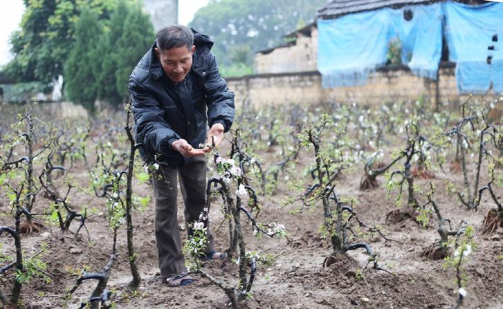 Nghề trồng mai trắng (nhất chi mai) ở xã Tản Lĩnh (huyện Ba Vì) được công nhận danh hiệu "Làng nghề Hà Nội" Nghề trồng mai trắng (nhất chi mai) ở xã Tản Lĩnh (huyện Ba Vì) được công nhận danh hiệu "Làng nghề Hà Nội"