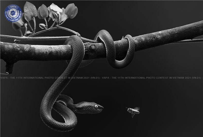 Tác phẩm “Đối mặt” của Phí Thị Thu Hà – Huy chương vàng.