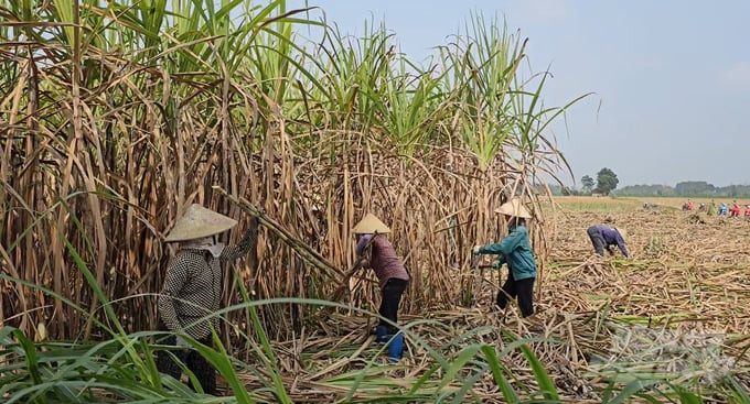 Đường Thái Lan ồ ạt vào Việt Nam gây khó khăn cho sản xuất trong nước