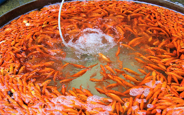 Người bán hàng lo lắng vì sức mua vẫn chậm Người bán hàng lo lắng vì sức mua vẫn chậm