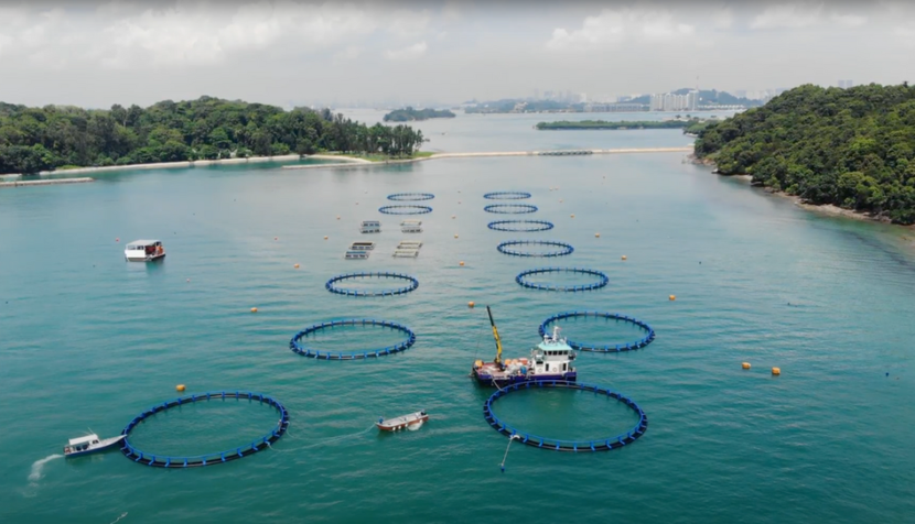 Các trang trại nuôi cá do Barramundi Group điều hành tại đảo St John nhận nguồn cung cấp thức ăn cho cá sống từ Trung tâm Nuôi trồng thủy sản biển Singapore Các trang trại nuôi cá do Barramundi Group điều hành tại đảo St John nhận nguồn cung cấp thức ăn cho cá sống từ Trung tâm Nuôi trồng thủy sản biển Singapore