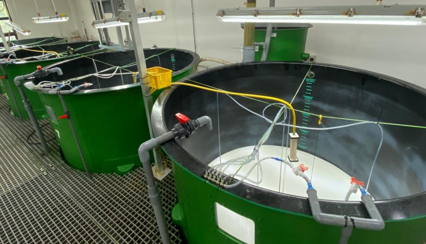 Trại sản xuất giống luân trùng tại Trung tâm Nuôi trồng thủy sản biển Singapore có hệ thống kiểm soát chất lượng chặt chẽ Trại sản xuất giống luân trùng tại Trung tâm Nuôi trồng thủy sản biển Singapore có hệ thống kiểm soát chất lượng chặt chẽ