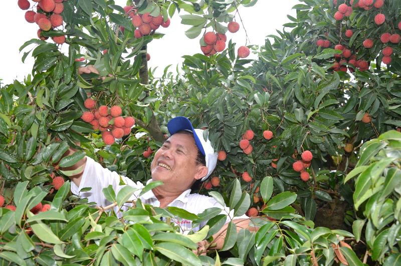 Vải thiều Bắc Giang năm nay được mùa, chất lượng tốt Vải thiều Bắc Giang năm nay được mùa, chất lượng tốt