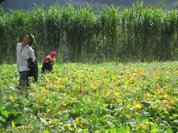 Nao lòng mùa tam giác mạch trên cao nguyên đá Đồng Văn ảnh 7