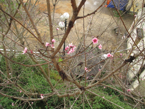 Nao lòng mùa tam giác mạch trên cao nguyên đá Đồng Văn ảnh 8