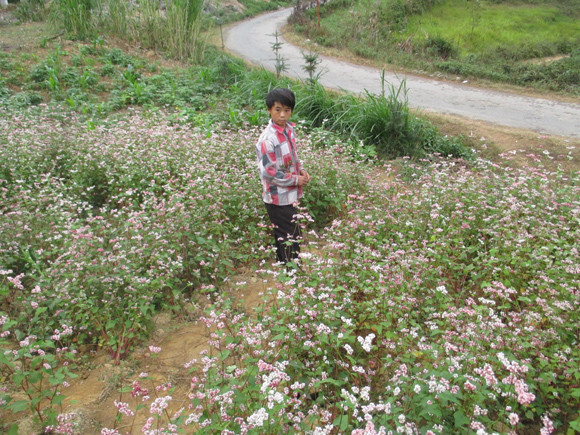 Nao lòng mùa tam giác mạch trên cao nguyên đá Đồng Văn ảnh 5