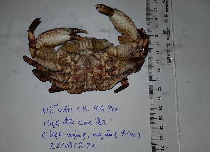 Một con cua mặt quỷ cùng loại với cua mà bệnh nhân Đỗ Văn Ch. đã ăn được gia đình đưa tới viện Một con cua mặt quỷ cùng loại với cua mà bệnh nhân Đỗ Văn Ch. đã ăn được gia đình đưa tới viện