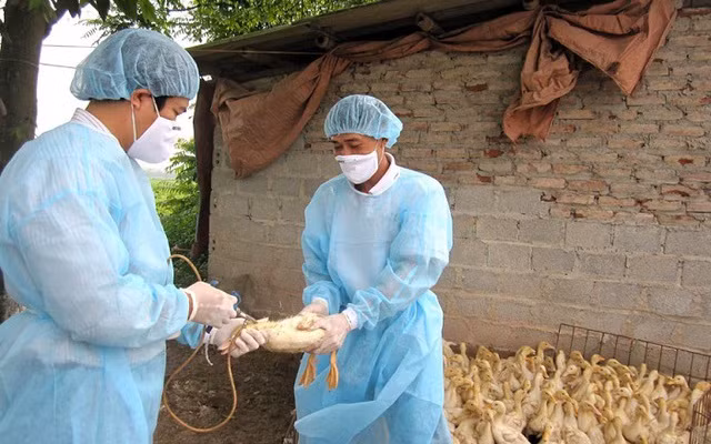 Nguy cơ dịch cúm gia cầm lây sang người tăng cao hơn vào dịp cuối năm