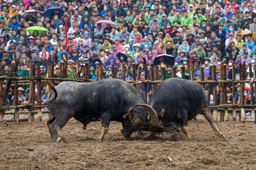 Lễ hội chọi trâu Hải Lựu, Vĩnh Phúc