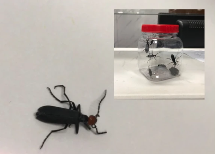 Sâu ban miêu là loại bọ cánh cứng, chứa chất độc Cartharidin rất nguy hại cho sức khỏe Sâu ban miêu là loại bọ cánh cứng, chứa chất độc Cartharidin rất nguy hại cho sức khỏe