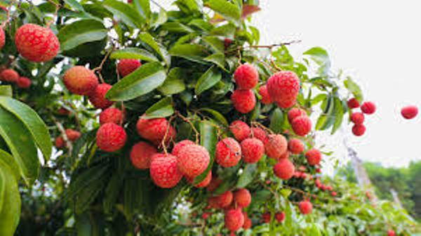 Vải thiều Việt Nam được người tiêu dùng nhiều nước yêu thích