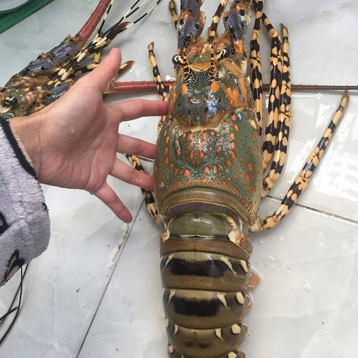 Trung Quốc vẫn tăng mua tôm hùm từ Việt Nam Trung Quốc vẫn tăng mua tôm hùm từ Việt Nam