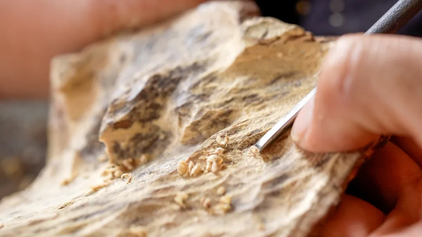 tri thức dân gian tri thức khai thác và chế biến trầm hương Khánh Hòa được công nhận là di sản văn hóa phi vật thể quốc gia