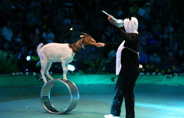 Tiết mục xiếc dê sẽ xuất hiện trong chương trình "Trung thu cho em"