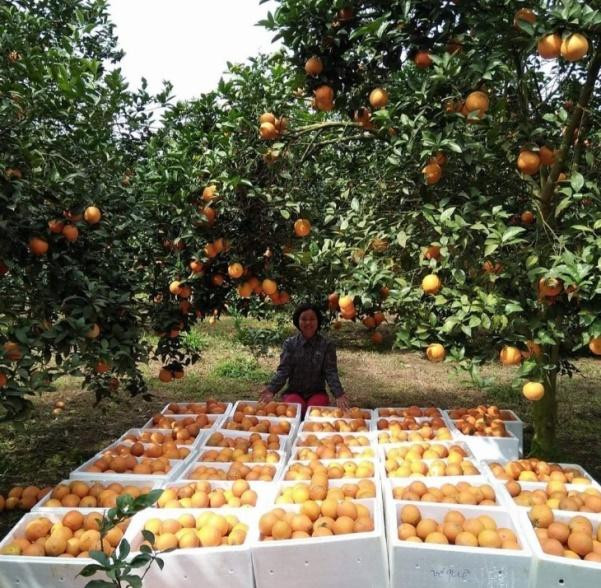 Cam Cao Phong sẽ được bán trên sàn TMĐT từ ngày 23-11 Cam Cao Phong sẽ được bán trên sàn TMĐT từ ngày 23-11