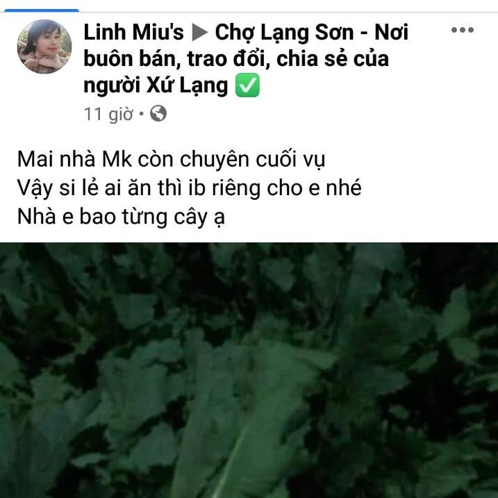 Công khai rao bán cây thuốc phiện trên mạng xã hội