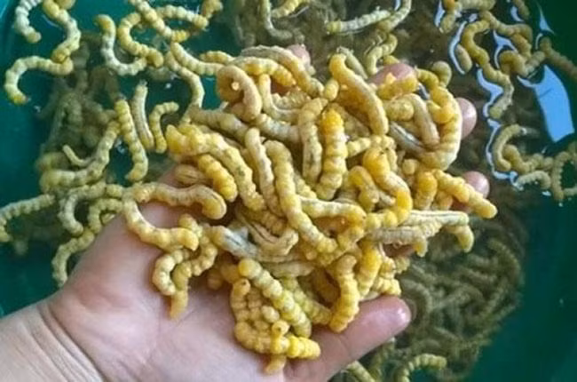 Sâu chít có độ dài từ 3-5cm, có màu trắng đục hơi ngả vàng, không có chân và lông tơ trên thân. Chúng thường đục thân cây chít để sống ký sinh bên trong và hút dinh dưỡng từ cây.