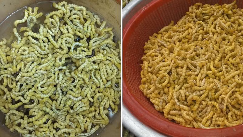 Theo y học hiện đại nghiên cứu, sâu chít có lượng protein rất cao chiếm tới gần 30% cơ thể của chúng.