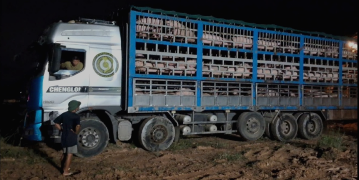 Xe chở lợn bệnh bị chặn trên đường lưu thông, số lợn nhiễm dịch tả lợn châu Phi bị buộc tiêu hủy ngay trong đêm Xe chở lợn bệnh bị chặn trên đường lưu thông, số lợn nhiễm dịch tả lợn châu Phi bị buộc tiêu hủy ngay trong đêm