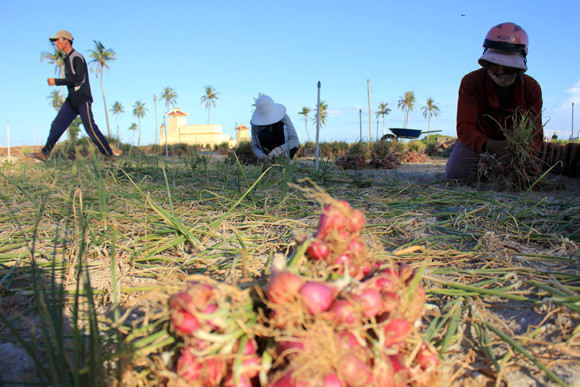 Nhịp sống hối hả trên quê hương Hải đội Hoàng Sa ảnh 3