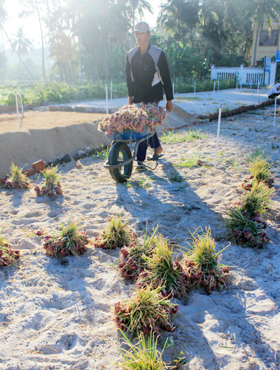 Nhịp sống hối hả trên quê hương Hải đội Hoàng Sa ảnh 4