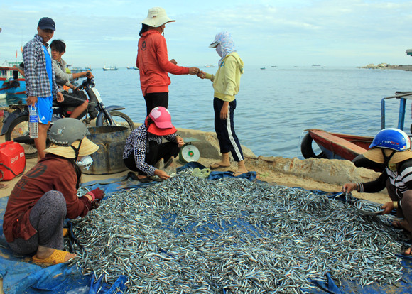 Nhịp sống hối hả trên quê hương Hải đội Hoàng Sa ảnh 6