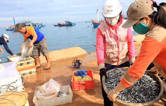 Nhịp sống hối hả trên quê hương Hải đội Hoàng Sa ảnh 7