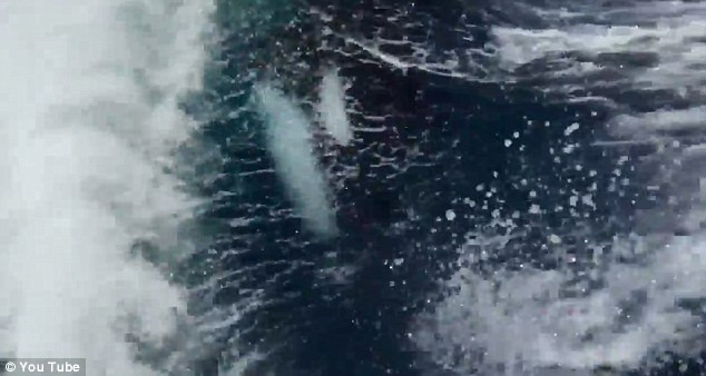 Phấn khích xem "sát thủ biển khơi" đuổi theo thuyền cao tốc ảnh 2