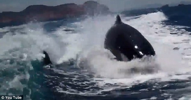 Phấn khích xem "sát thủ biển khơi" đuổi theo thuyền cao tốc ảnh 4